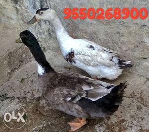 Ducks for sell male and female