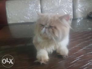 Extreme punch persian cat male urgent very active