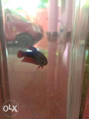 Female betta fish with quality..