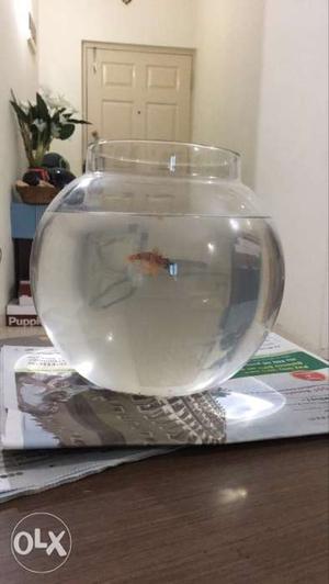 Fish bowl with platy pair (9 inch diameter)