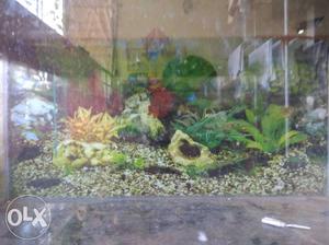 Fish tank 2 feet good condition