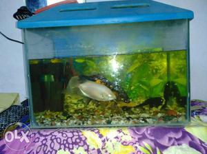 Fish tank with 10 fish food filter with oxygen