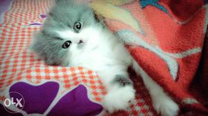 Flat doll face kitten 3 months male healthy and