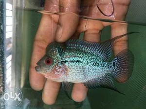 Flower horn low price import in Bangalore