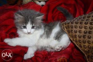 Fluffy triple fur coated persian kittens available