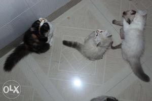 Friendly persian kittens available