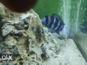 Frontosa fish for sale and lots of aquarium