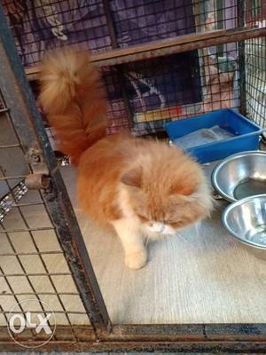 Gold and white male Persian cat