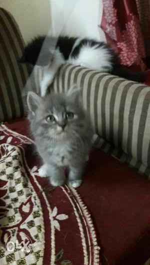 Golden Eyes Persian kitten for sale cash on