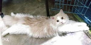 Golden white Persian cat only one year old.