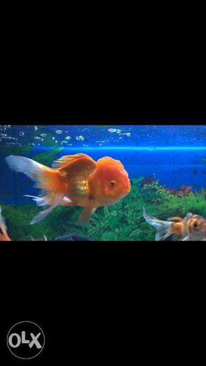 Goldfish Pet