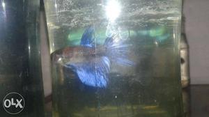 Gray And Blue Guppy Fish
