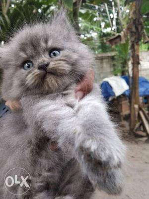 Gray Cat In Karunagappally