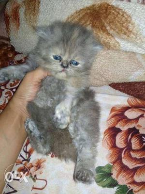Grey persian kittens and many more colourz