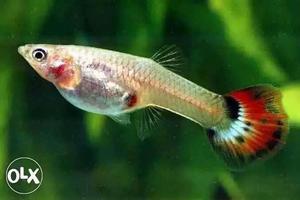 Guppy fish with good color tail per pair 15 rs