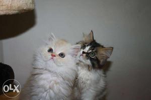 Healthy and active persian kittens available