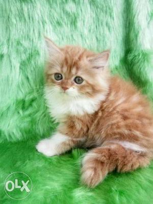 Healthy and long par Persian kitten available