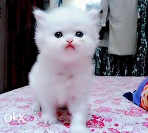 Healthy and play full Persian kitten for sale