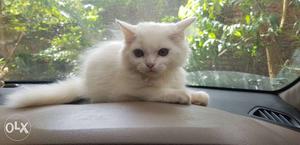 I want to sell My White colour Percian Cat