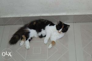 Import lineage long hair persian kittens available