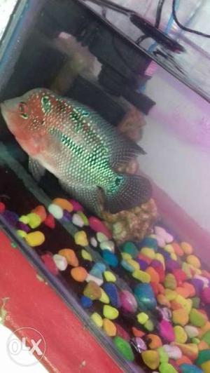 Importade female flowerhorn fish for sale in low price