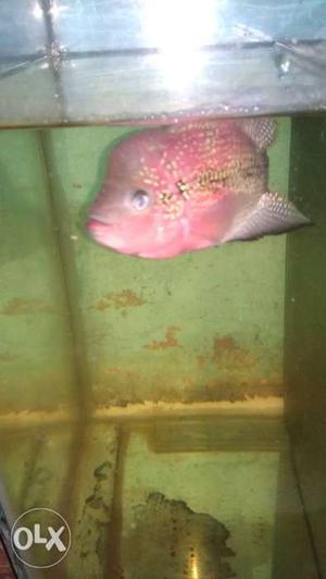 Kamfa Flowerhorn sale