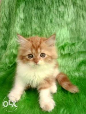 Kitten for sale cash on delivery
