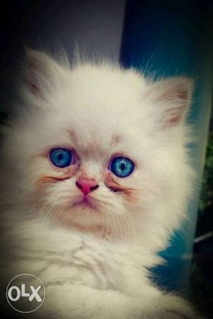 Kittens for sale. 2 month.. male cats
