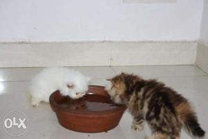 Loving and friendly persian kittens available