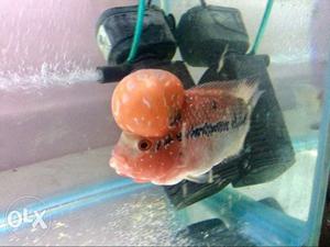 Monster head flowerhorn