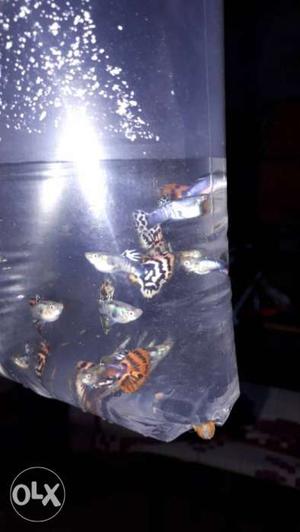 Mosaic Guppy Fish Breed Pair [guppy verities Available]
