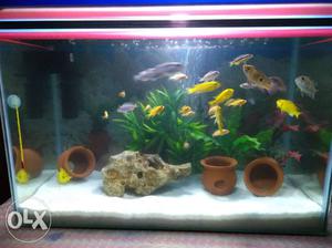 Only fishes for sale not the aquarium
