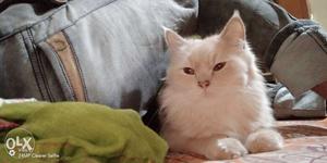 Original Persian cat Male 5 month old