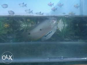 Pair of Large Gourami fish for 60/-. Two pairs