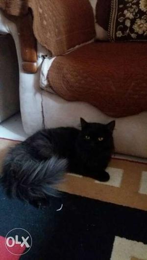Parshian mail cat black & brown
