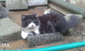Percian cat male for sail.