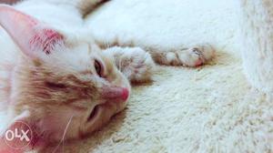 Persian Cat Golden 3 Months Old