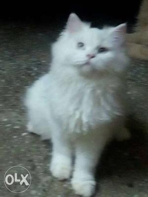 Persian female kitten.6 months old