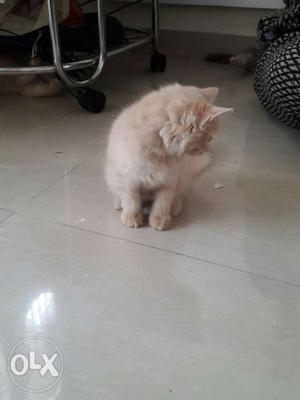 Persian female kitten for sale 2 months old
