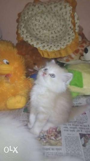 Persian kitten male female for sell