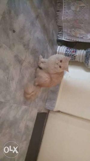 Persian male cat 1 year old