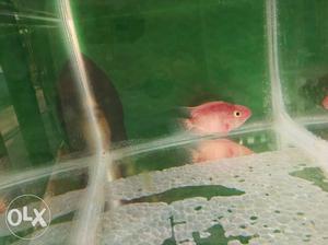 Pink Aquarium Fish