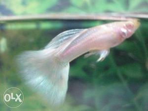 Platinum white Guppy fish high quality with Red