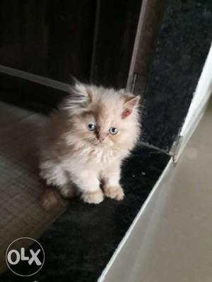 Pure Persian male kitten availble