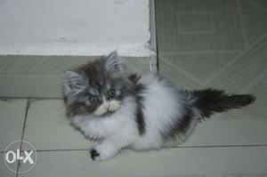 Pure breed persian kittens available