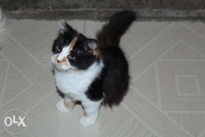 Pure lineage persian kittens available
