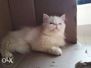 Pure punch face Persian kitten(female) 6 months