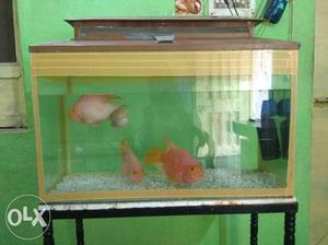 Rectangular Fish Tank And Three Red Fish