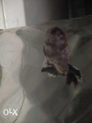 Red, White, And Black Fish