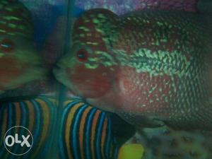 Red dragon flowerhorn big size and very beautiful